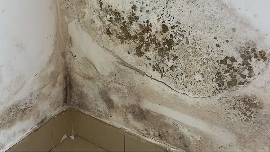 Black mould on a wall in a Canadian home